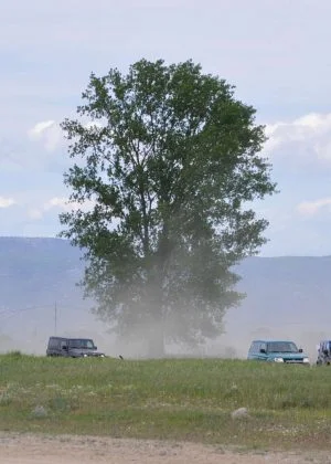 A field with a big tree and cars around it
