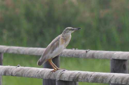 A bird on a wooden fence